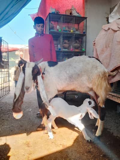 a black bakri withe male kide ke satt bakri danto me 4 hi