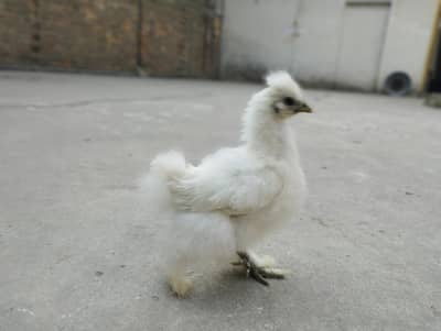 silkie white