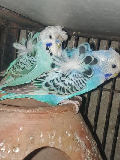 4 Hogoromo breeder pair female top quality for sale nmb 03029798991