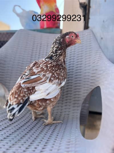 Amrohi female and meerthi male