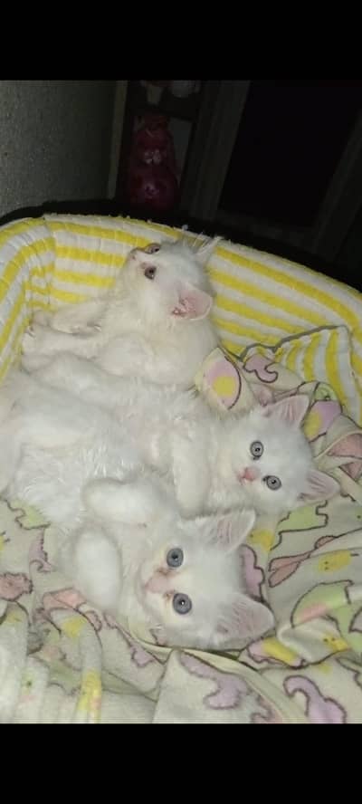 pure 2 Persian kitten urgently sale