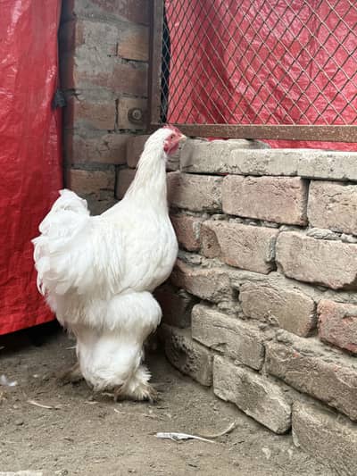 White Heavy buff male pullet