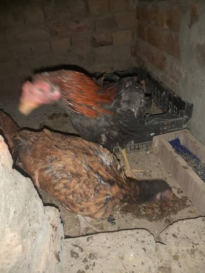 aseel lasani murga or murgi aseel