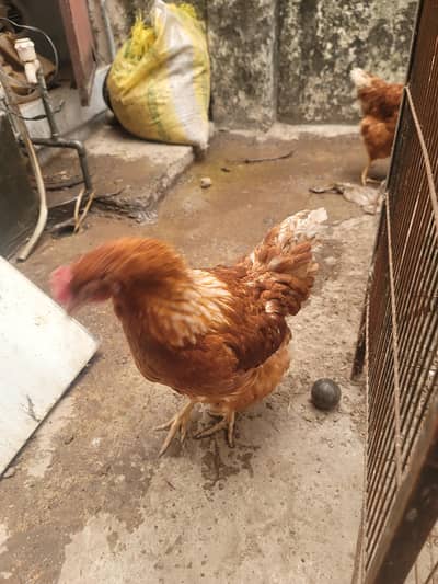 2 lohaman brown hens 1  aseel cross misri rooster trio total 3 pieces