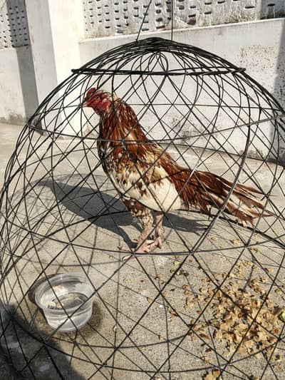 Aseel murga murge pair for sale