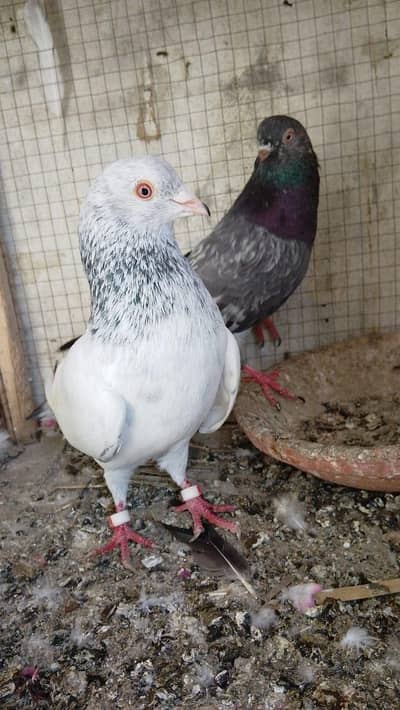 golden nar ha golden kasuri madi ha