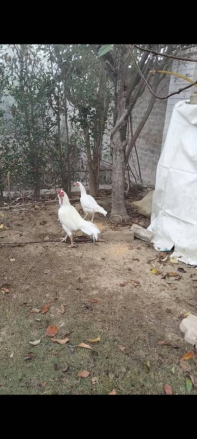 Aseel Heera breed, paper white