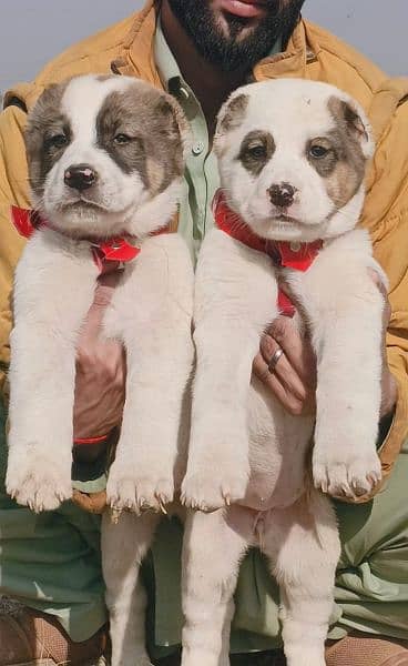 afghani koche pair for sale active and healthy
