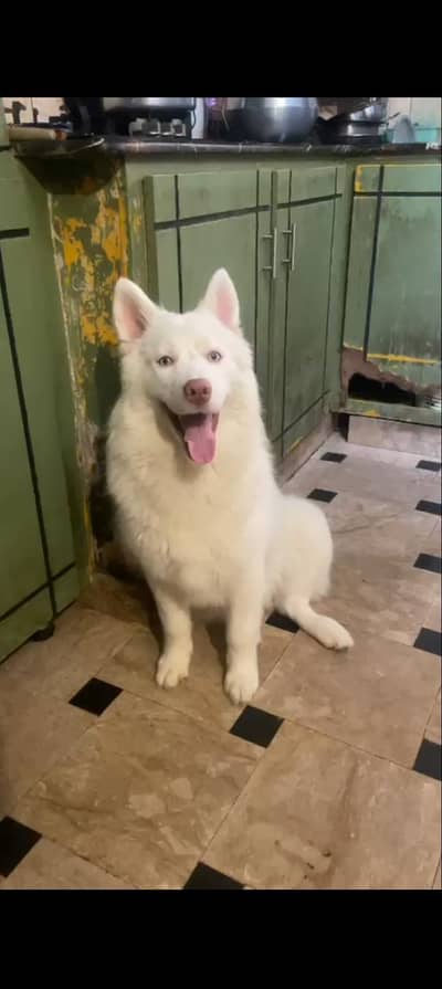 Siberian husky Top quality Whatsapp 03054221172