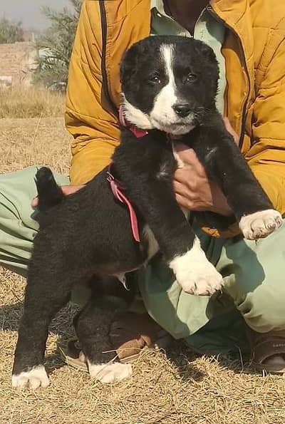 afghani kuche mail available for sale full security dog
