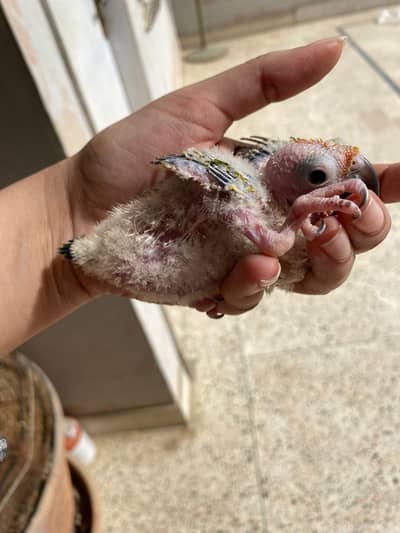 Sunconure Chick