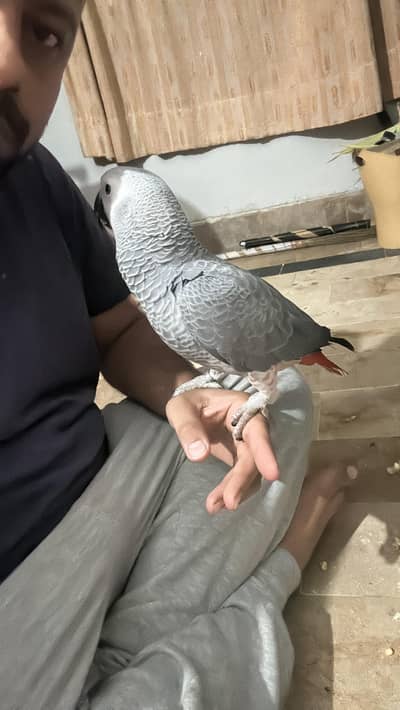 grey parrot