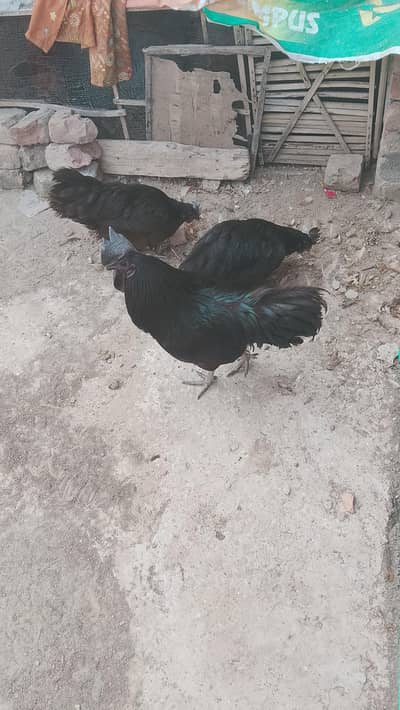 Ayam cemani eggs for sale