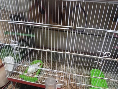 Asalam alekum finches for sell MashaAllah sub breeder he