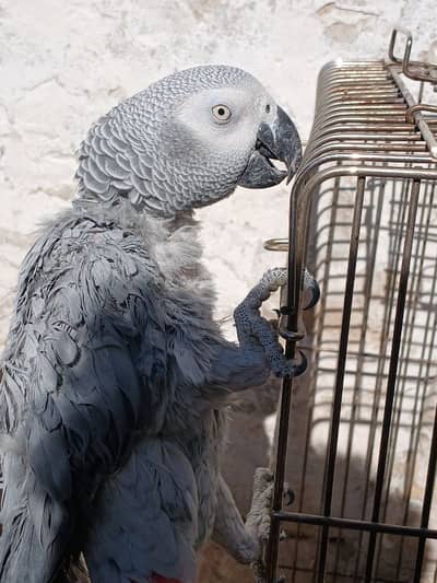 African gray parrot