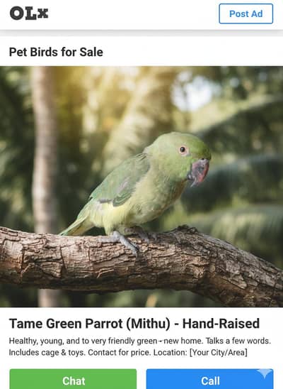 Beautiful & Healthy Mithu Tota