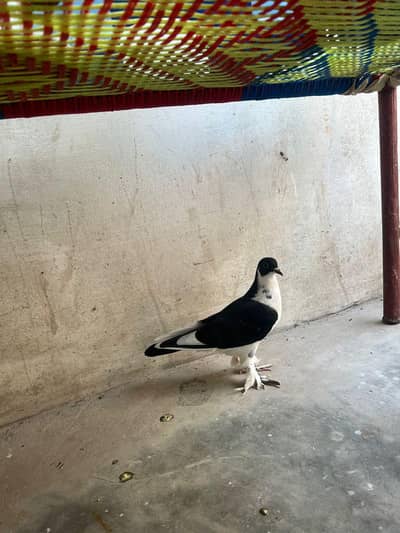 sherazi ke pathe Hain