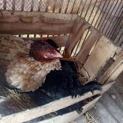 KURAK MURGIA FOR SALE