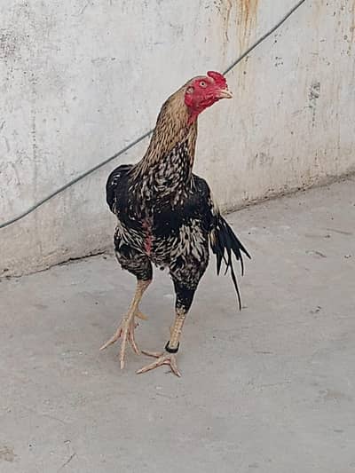 aseel mianwali 23 mahine ka pattha