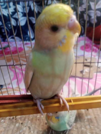 Rambo parrots for sale
