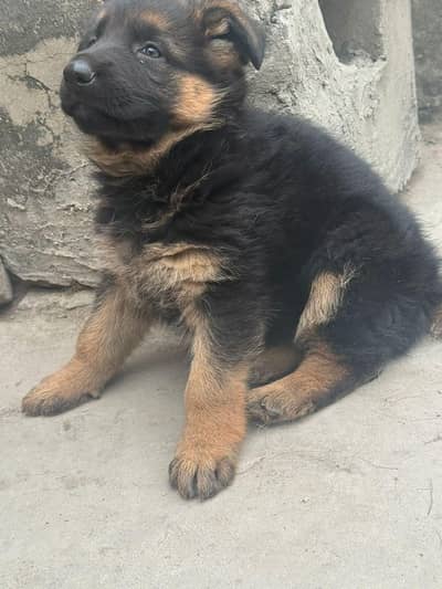 German shepherd puppies male  female