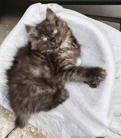 Persian kitten