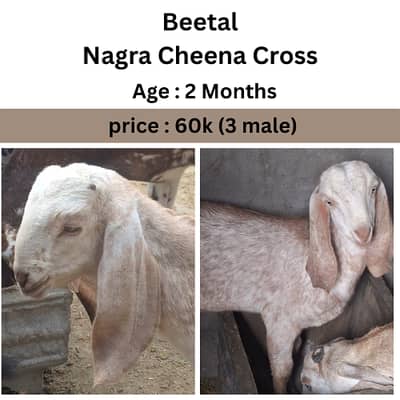 bakri / Beetal Goat /Pregnant Goat /Bakri / Bakry /gaban bakri | goat