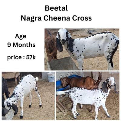 bakri | beetal goat | gaban bakri | goat | bakra | nagra |Makhi Cheena