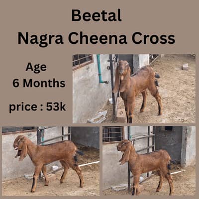 bakri | beetal goat | gaban bakri | goat | bakra | nagra |Makhi Cheena