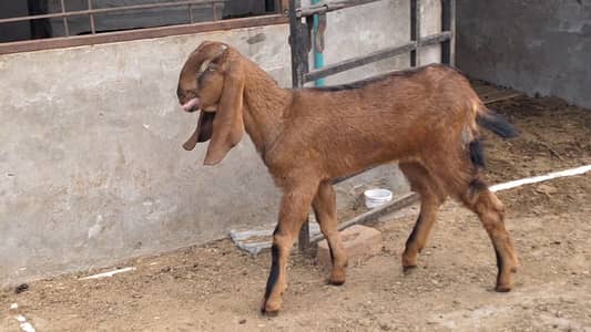 bakri | beetal goat | gaban bakri | goat | bakra | nagra |Makhi Cheena