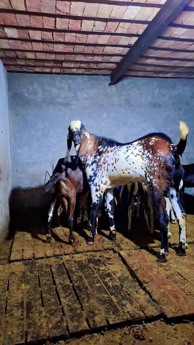 bakri | beetal goat | gaban bakri | goat | bakra | nagra |Makhi Cheena