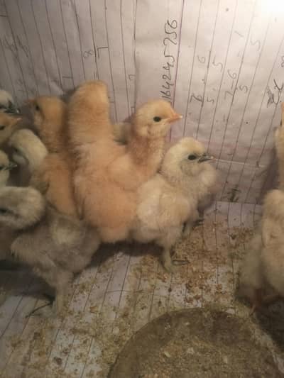 White silkie/Golden buff chicks