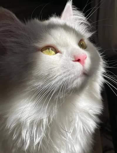 Pure White Fluffy Persian Cat