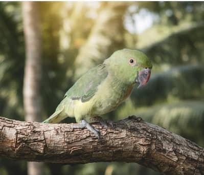 Beautiful & Healthy Mithu Tota