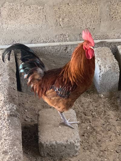 Golden misri murgha 10 months (Vacinated - Raised on house feed)