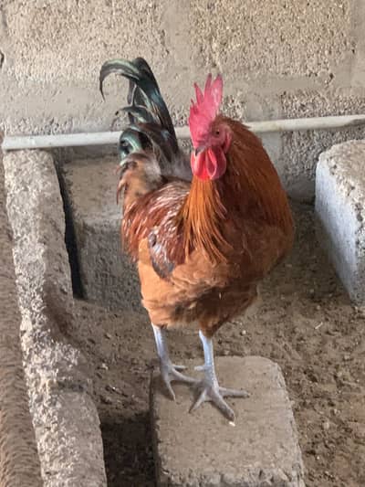 Golden misri murgha 10 months (Vacinated - Raised on house feed)