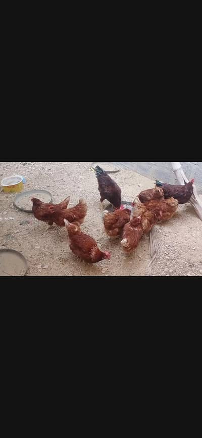 lohmann  Watsap 03256639100