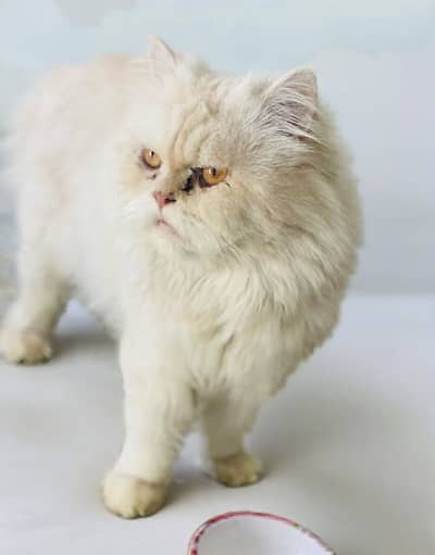 Persian Punch Face Male Cat for Sale