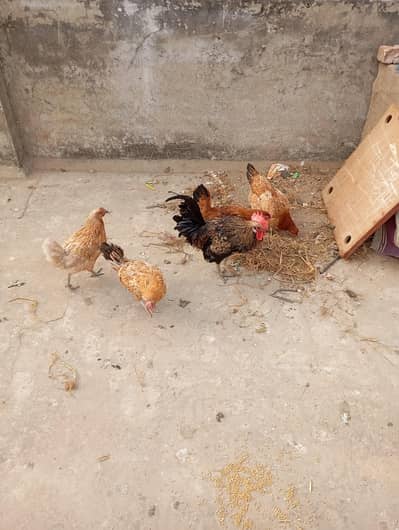 desi murghian + murgha