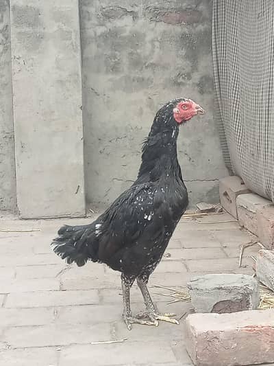 lasani+thai madi old blood line