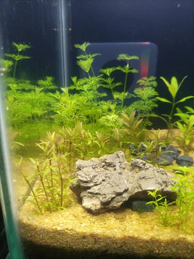 planted tank available for sale   light plants soil filter all setup