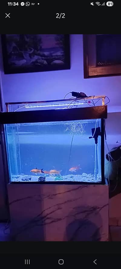 2 pair fishes with aqaurium