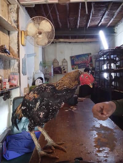 25 December 60k win in kalarka abad