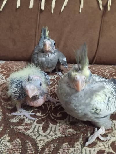 Cocktail chiks for sale