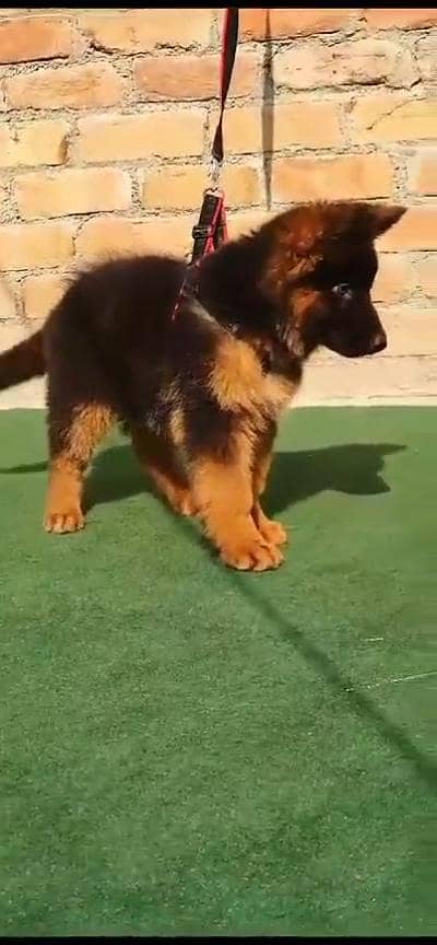 German Shepherd male pappy for sale