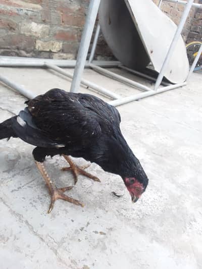 healthy aseel rooster