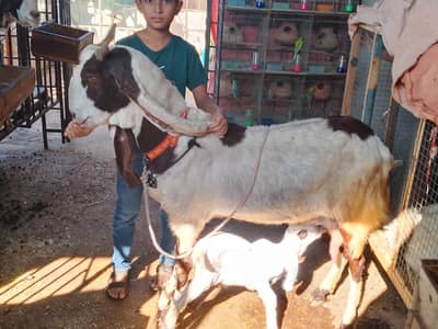 a black bakri withe male kide ke satt bakri danto me 4 hi