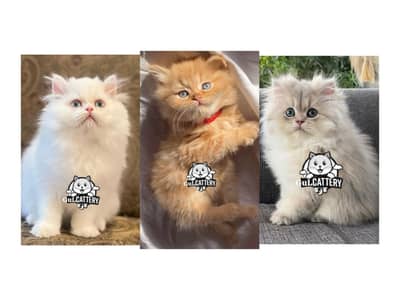 Persian British punch face piki face kitten cat available