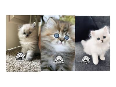 Persian British punch face piki face kitten cat available