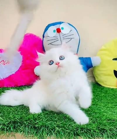 Persian cat triple quote panch face letter train